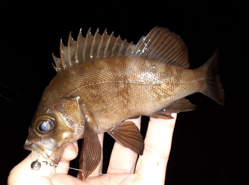 メバルの釣果