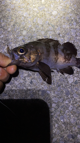 メバルの釣果