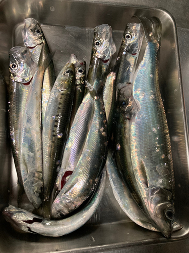 北海道で釣れたニシンの釣り・釣果情報 - アングラーズ | 釣果500万件 