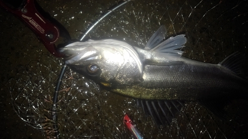 フッコ（マルスズキ）の釣果