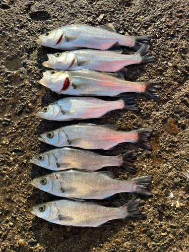 シーバスの釣果