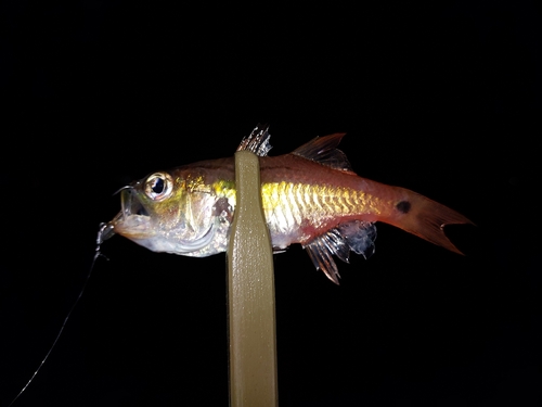 ネンブツダイの釣果