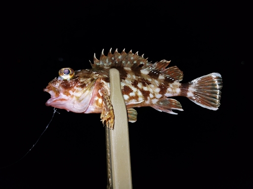 カサゴの釣果