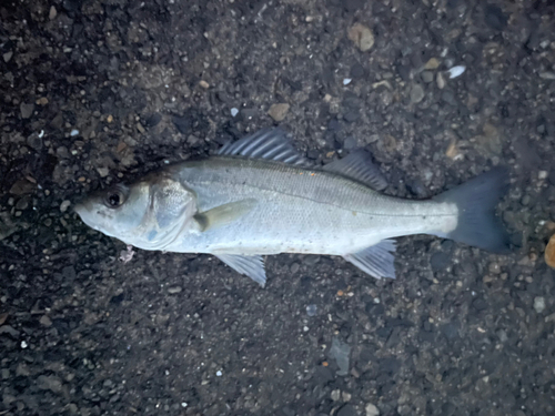 セイゴ（マルスズキ）の釣果