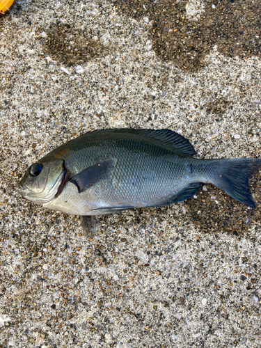 クロの釣果