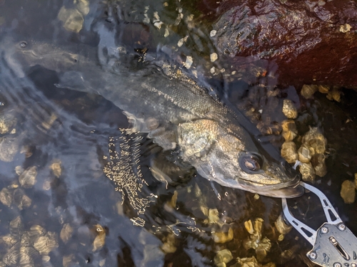 セイゴ（マルスズキ）の釣果