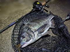 クロダイの釣果