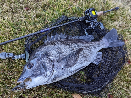 クロダイの釣果