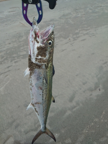 サゴシの釣果