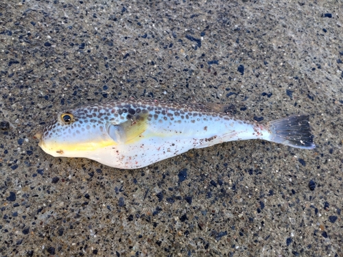 ショウサイフグの釣果