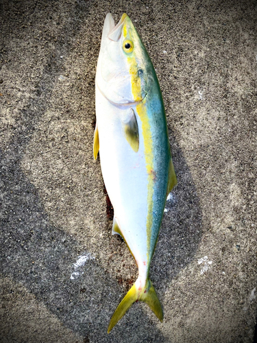 ハマチの釣果