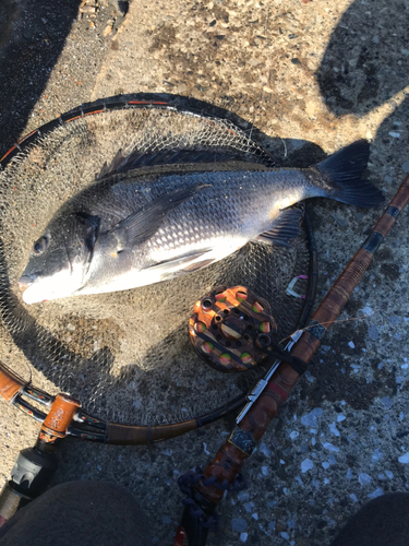 クロダイの釣果