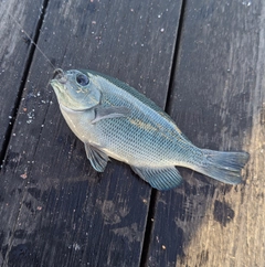 メジナの釣果