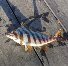 タカノハダイの釣果