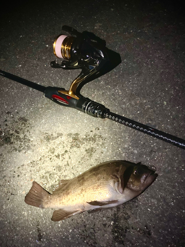 シロメバルの釣果