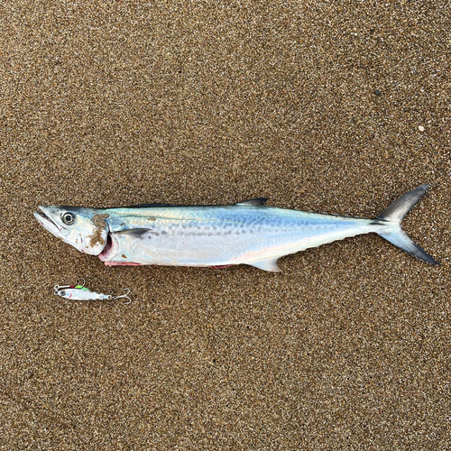 サゴシの釣果