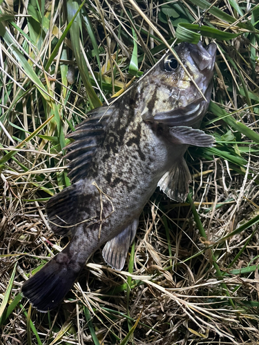 ソイの釣果