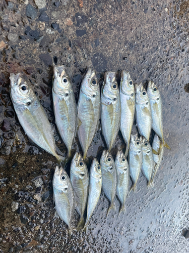 アジの釣果