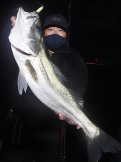 シーバスの釣果