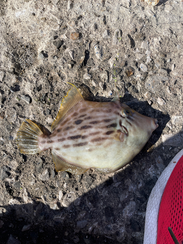 カワハギの釣果