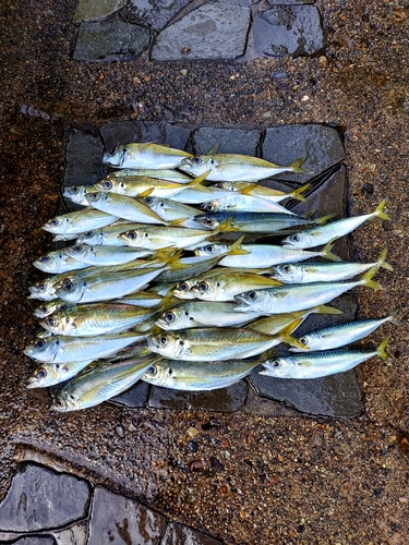 アジの釣果