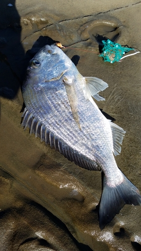 ヘダイの釣果