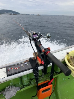 カンパチの釣果