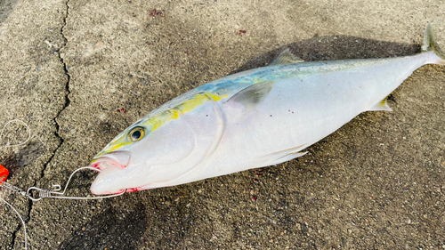 ブリの釣果