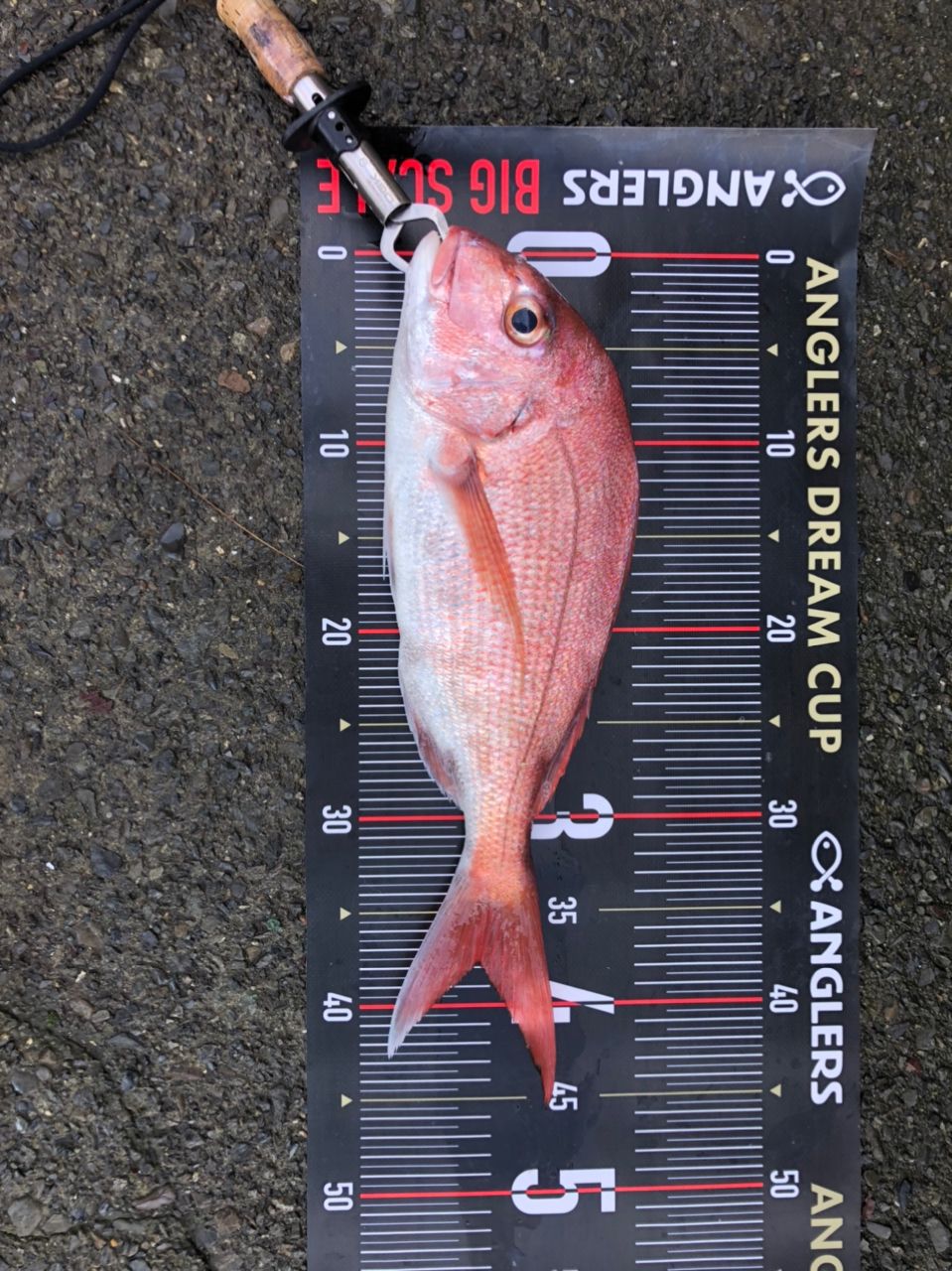 釣れないまんさんの釣果 3枚目の画像