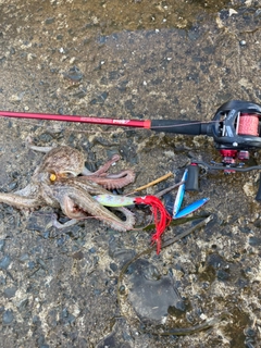 タコの釣果