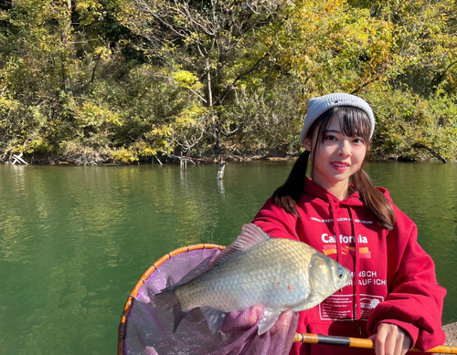 ヘラブナの釣果