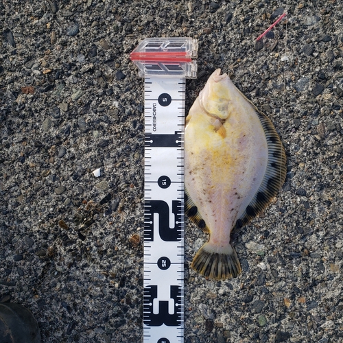 マツカワの釣果