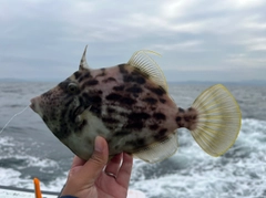 カワハギの釣果