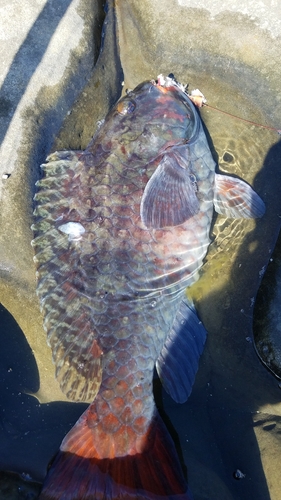 イガミの釣果