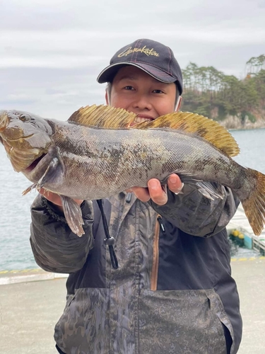 アイナメの釣果