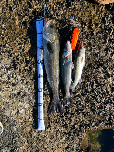 シーバスの釣果