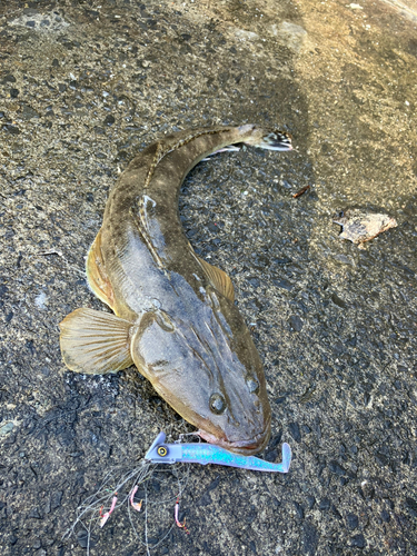 マゴチの釣果