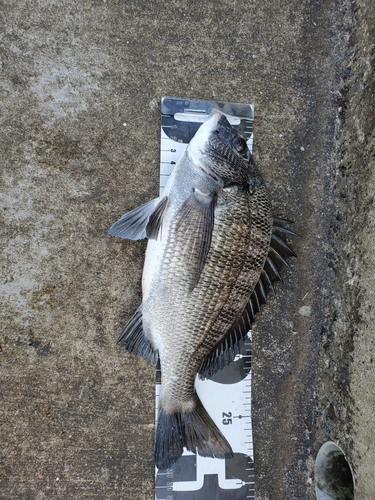 クロダイの釣果