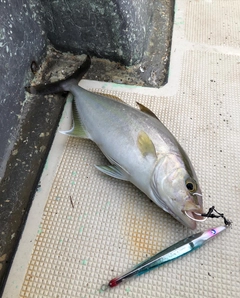 ショゴの釣果