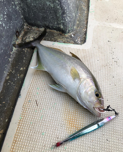 ショゴの釣果