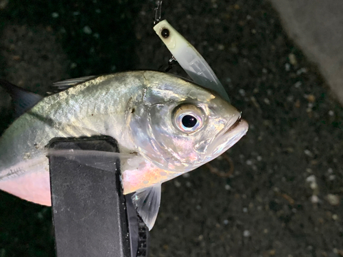 メッキの釣果