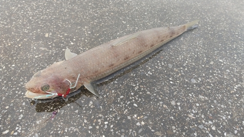 エソの釣果