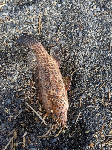 オオモンハタの釣果