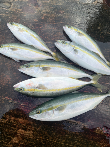 イナダの釣果