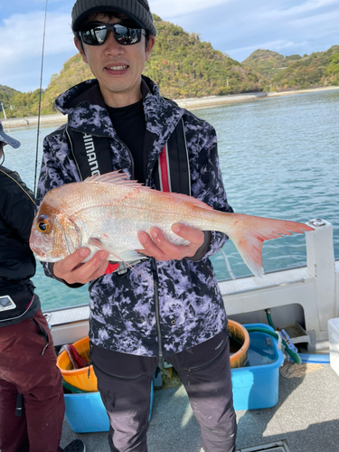 マダイの釣果