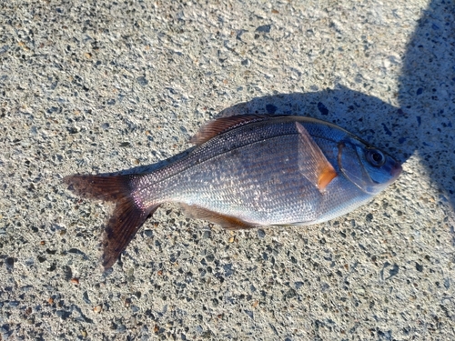 ウミタナゴの釣果