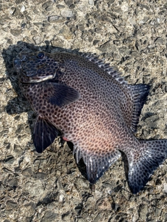 イシガキダイの釣果