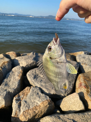 キビレの釣果