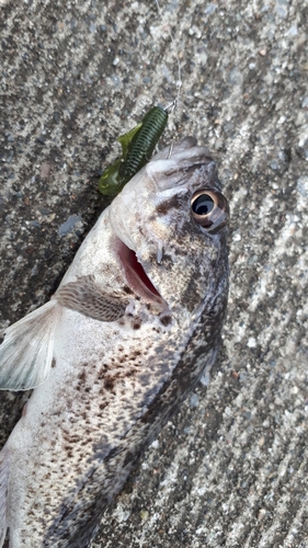 クロソイの釣果