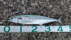 サゴシの釣果
